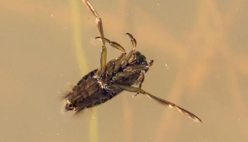 Swimming bugs in pool - Backswimmer