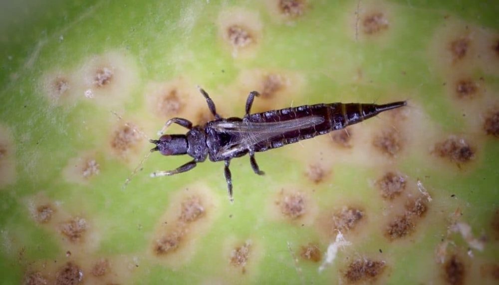 Swimming bugs in pool - Thrips